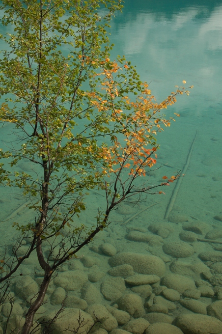 orange tree against turquoise water